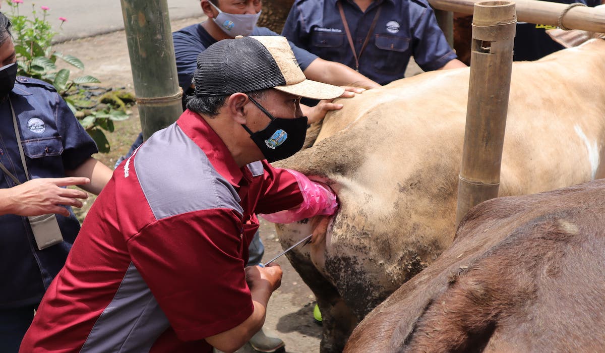 Teknologi inseminasi buatan 