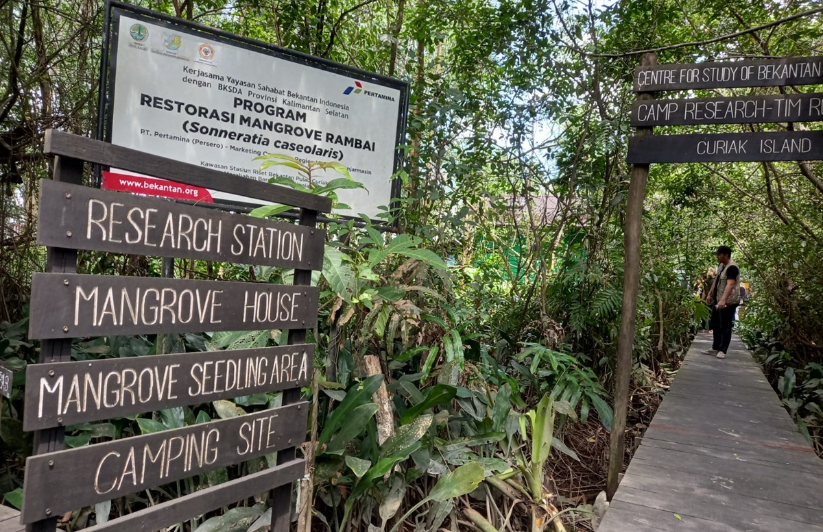 Ilustrasi - ULM Banjarmasin berencana membangun pusat penelitian lahan basah dan mangrove dunia seluas 621 hektare. 