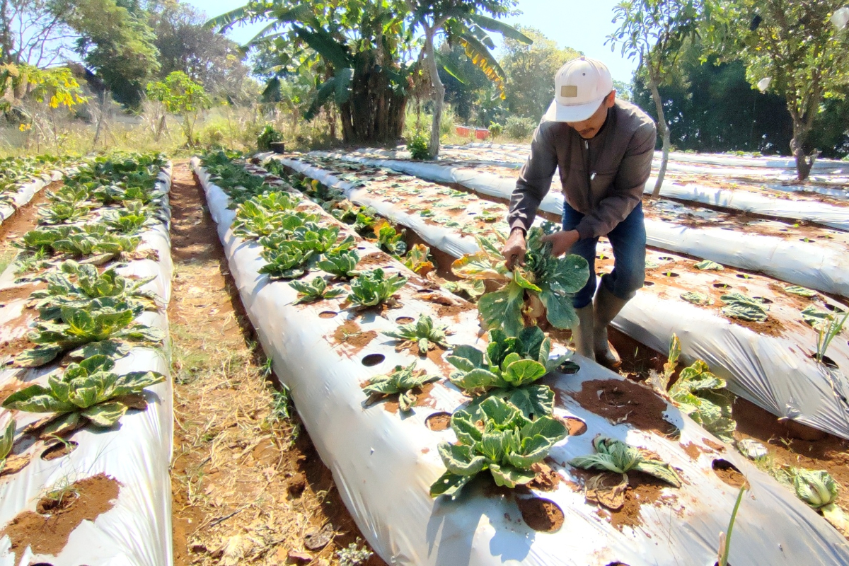 Petani di Lembang, Kabupaten Bandung Barat mencabut tanaman sawi putih lantaran gagal panen akibat kurang pasokan air