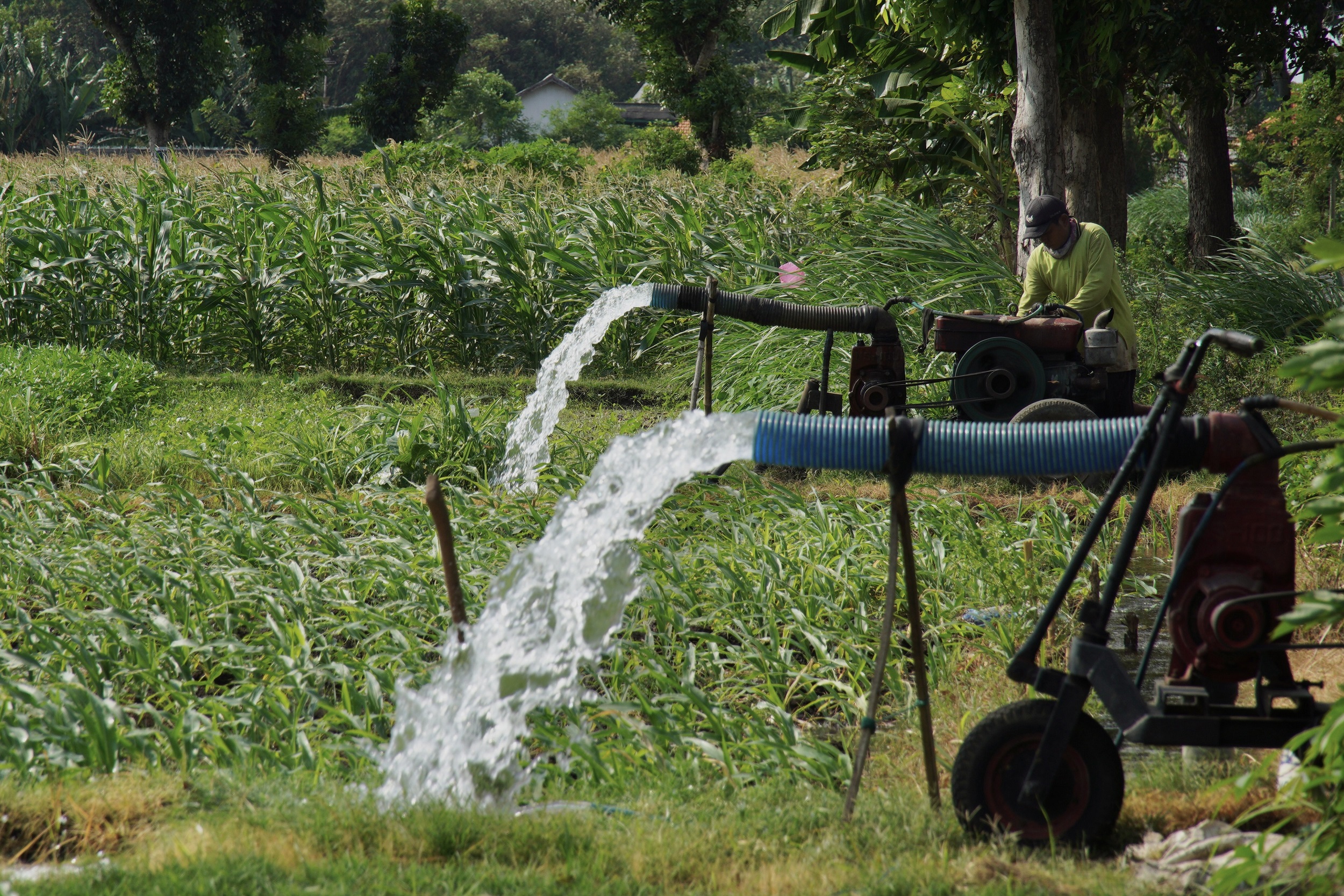 Petani menghidupkan pompa air untuk mengairi lahan pertanian jagung di Probolinggo, Jawa Timur, Minggu (2/6/2024)