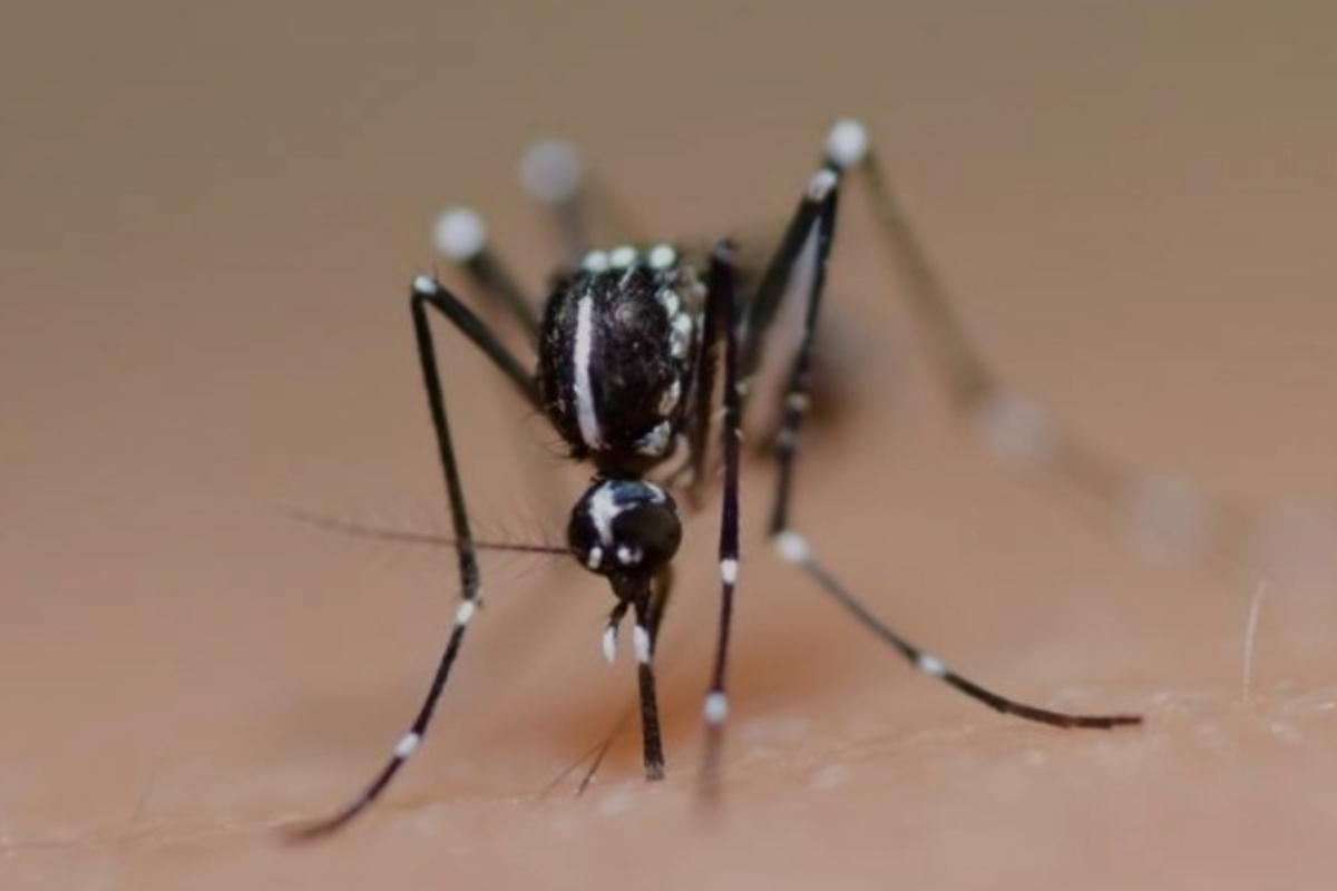 Ilustrasi, berikut mengenal apa itu Virus Oropouche dan cara penyebarannya