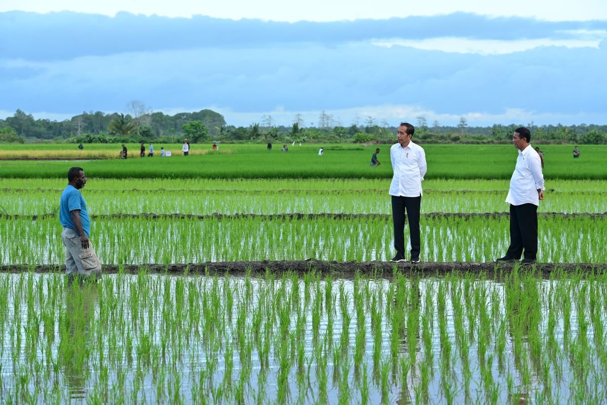 Mentan Optimistis Merauke Jadi Lumbung Pangan Indonesia Timur