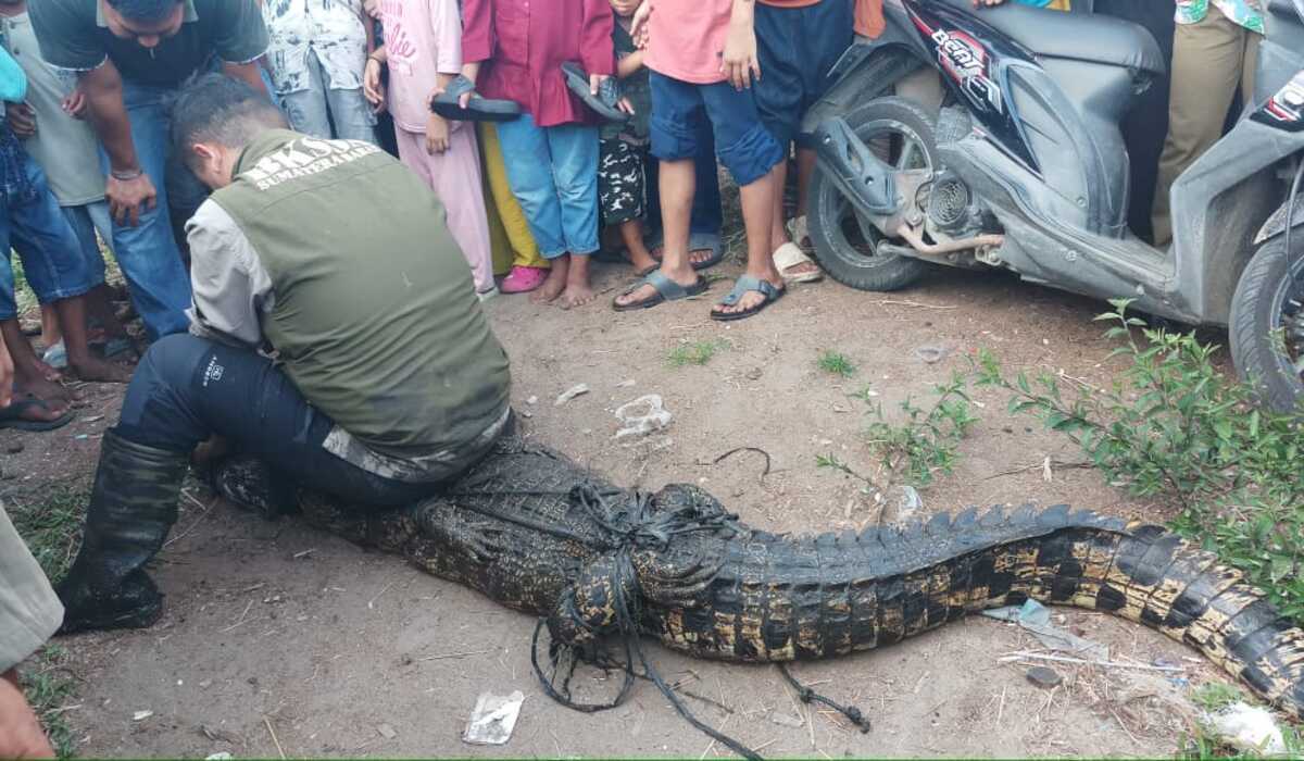 2 Ekor Buaya Muara Teror Warga di Pasaman Barat, Sumbar