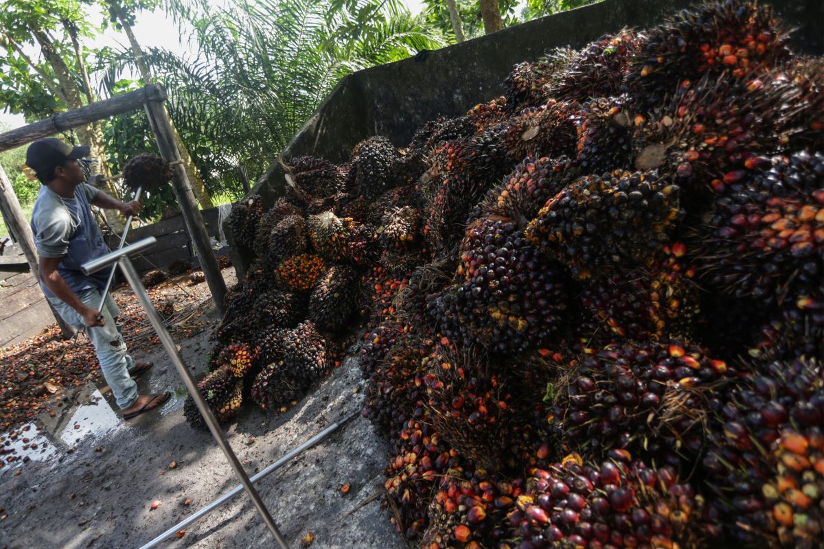 SPKS Komitmen Tingkatkan Produktivitas Kelapa Sawit 