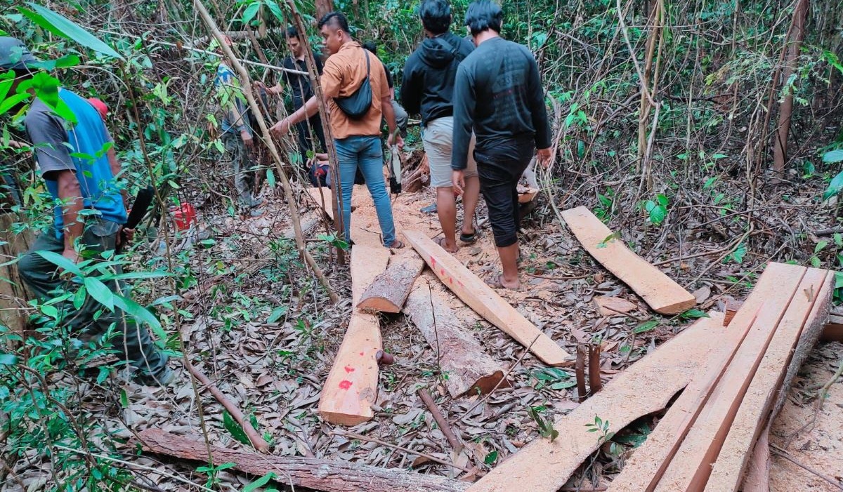 Lokasi penebangan liar.