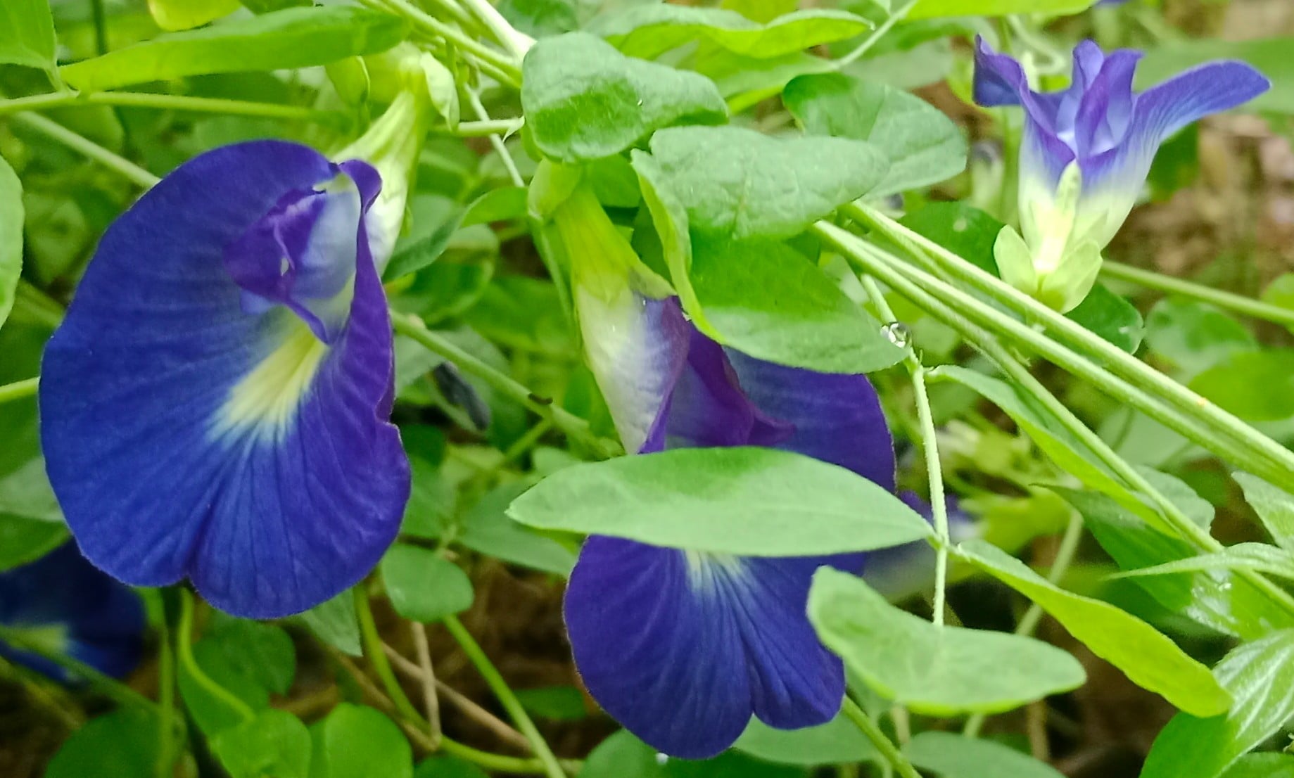 Bunga telang (Clitoria ternatea)