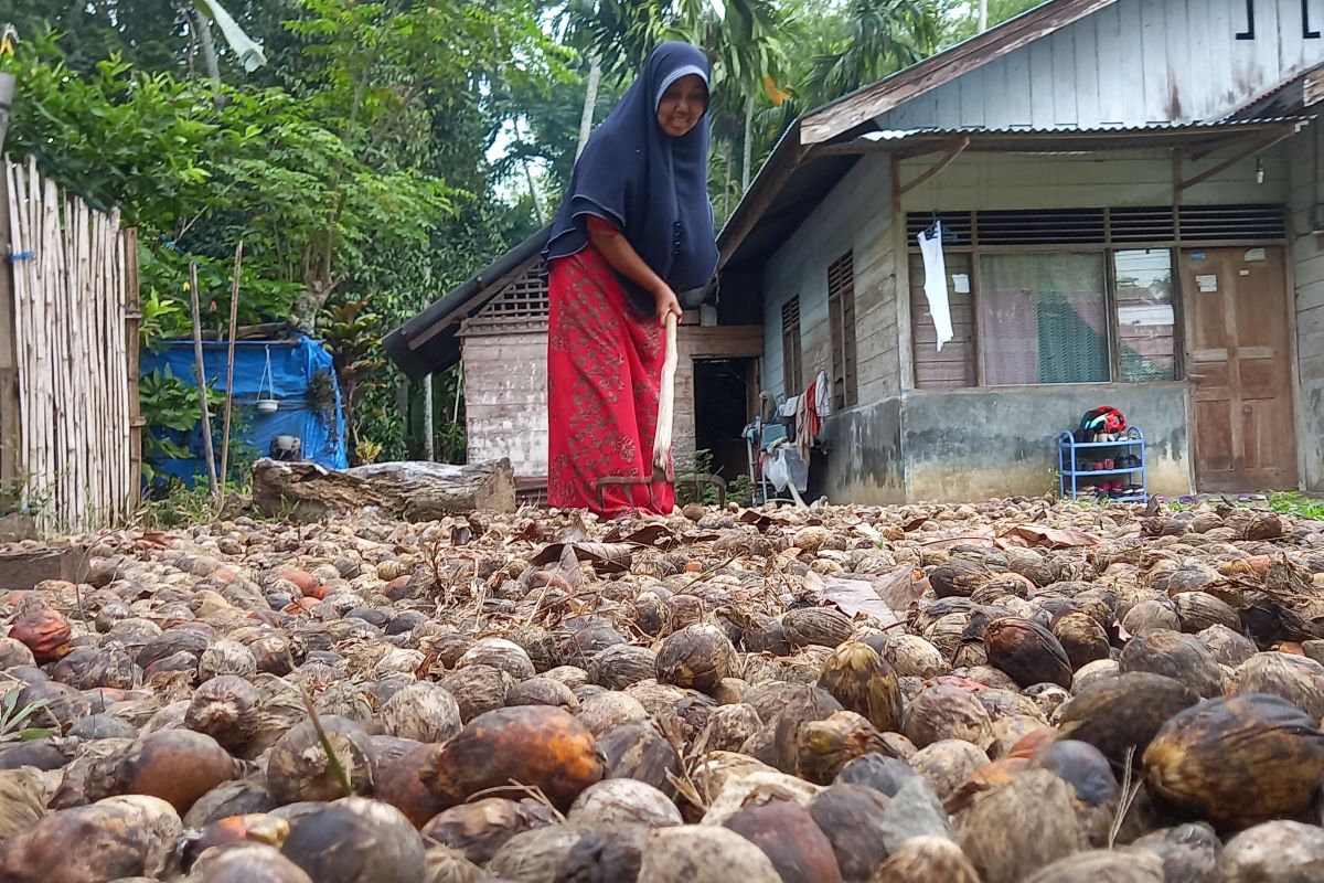 Petani memanen pinang.