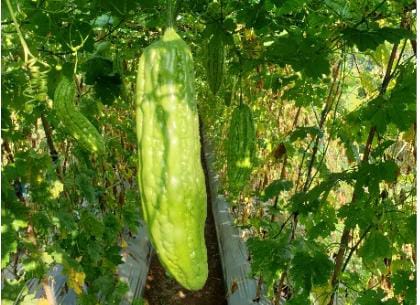 Momordica charantia L atau buah pare.