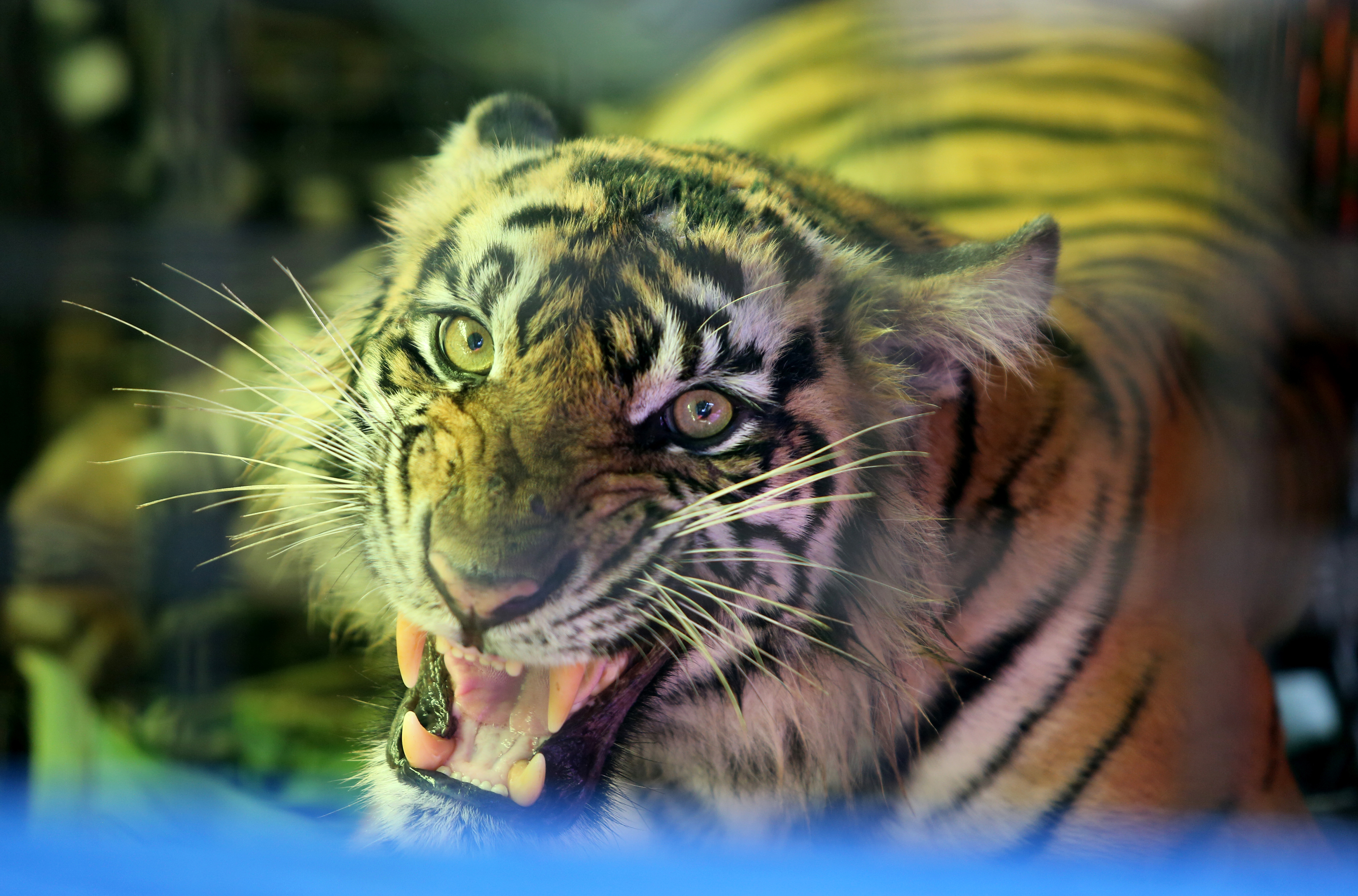  Harimau sumatera (Panthera tigris sumatrae) 