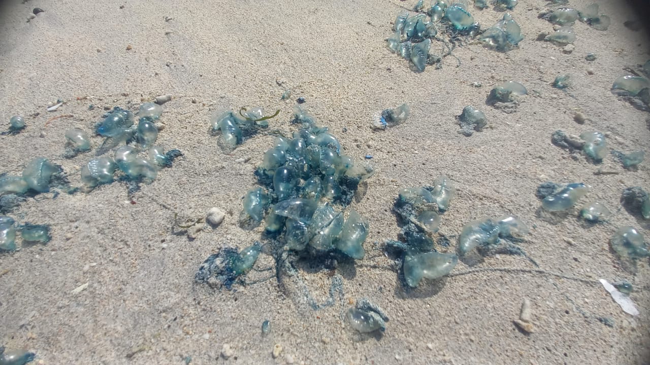 Pangandaran Diserbu Ubur-Ubur Botol Biru, Wisatawan Diimbau Waspada