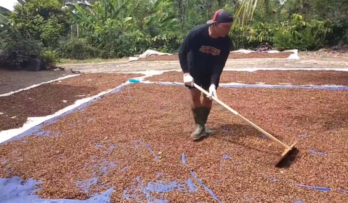 Petani kopi di Kabupaten Pati, Jawa Tengah.