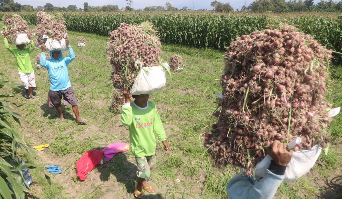 Sejumlah buruh tani mengangkut bawang merah hasil panen di area persawahan Desa Ngasem, Kediri, Jawa Timur, Kamis (11/7/2024).