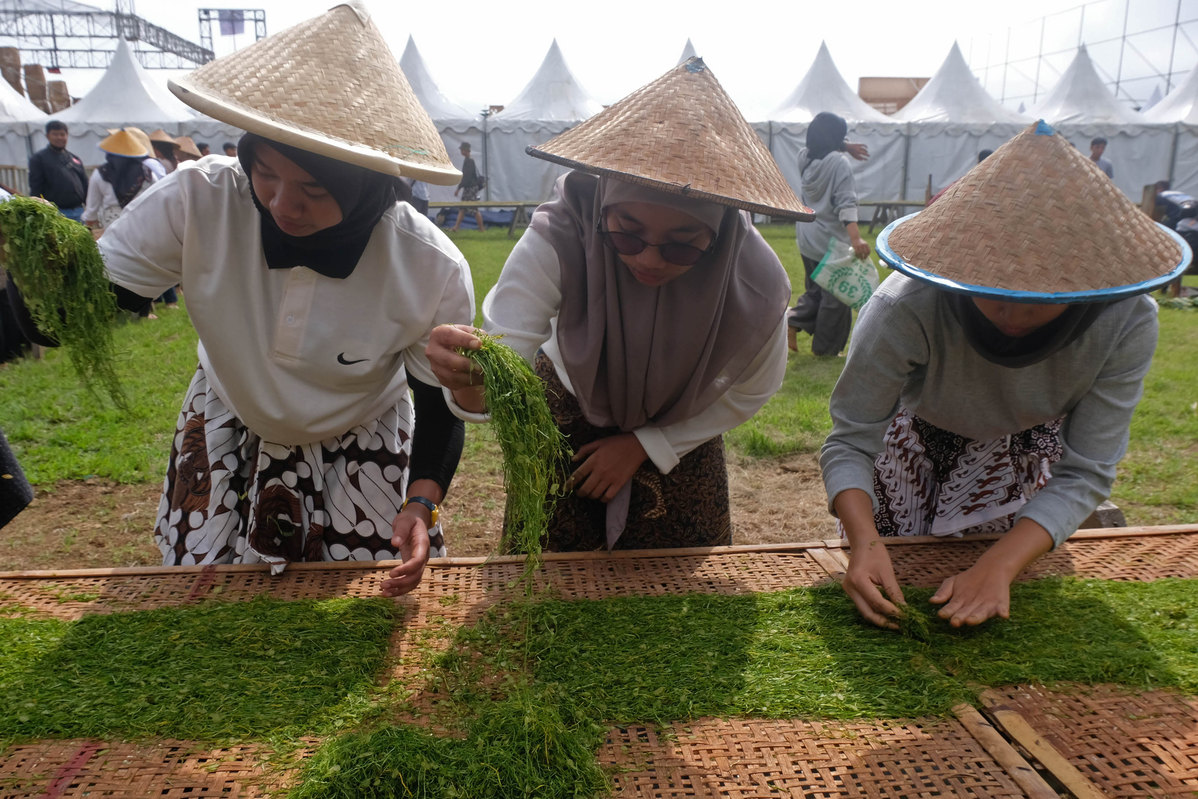 Sejumlah remaja putri Nganjang (menata irisan daun tembakau) untuk dijemur saat Festival Lembutan.