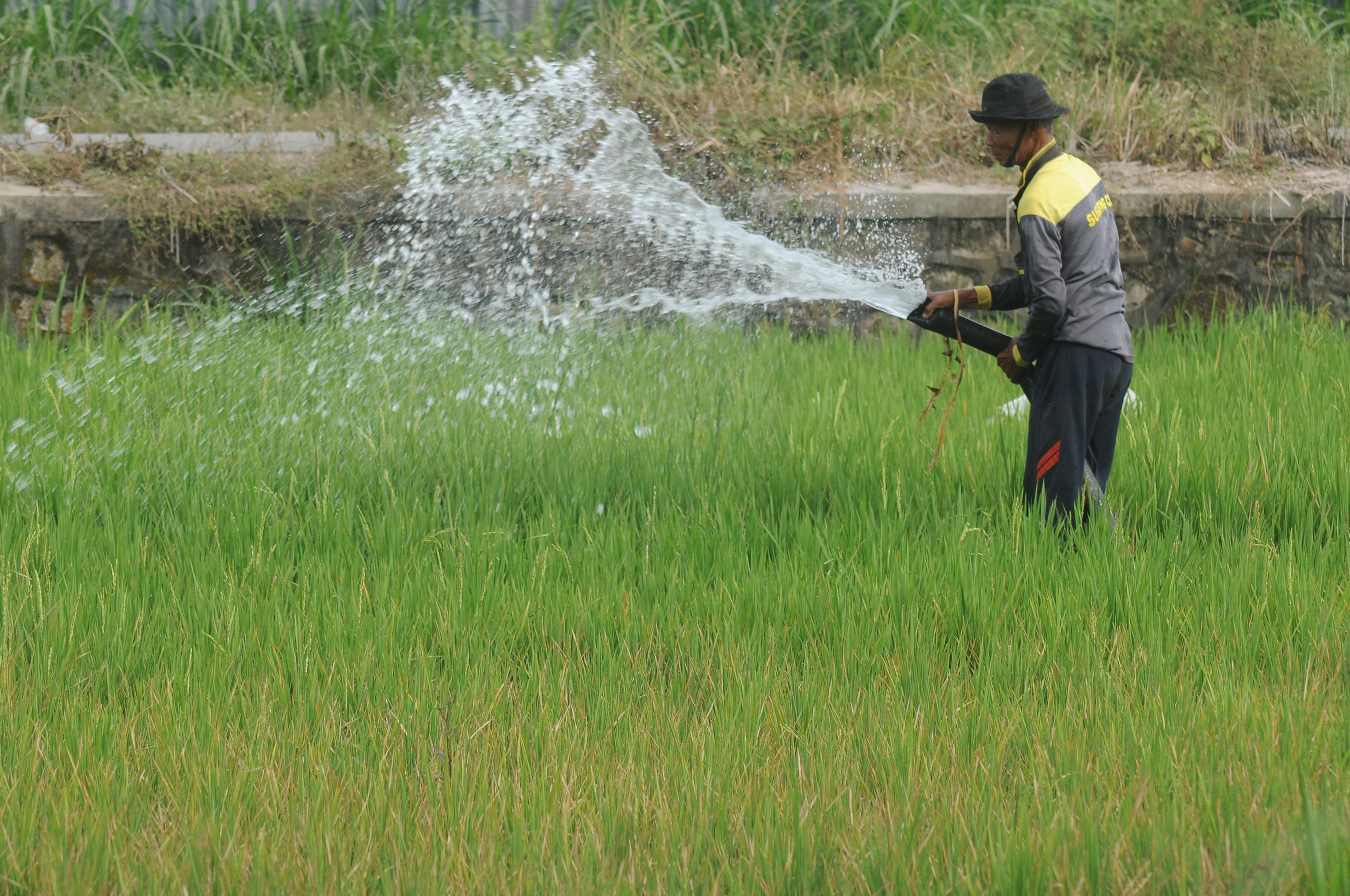 Petani di Klaten, Jawa Tengah, mengairi sawahnya .