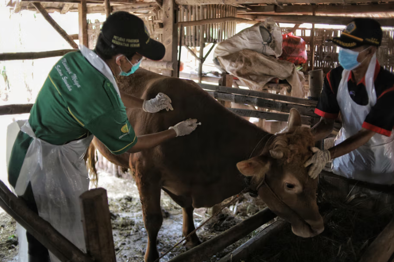 Dibannak Banyumas Menerima 1.900 PMK Dosis Vaksin