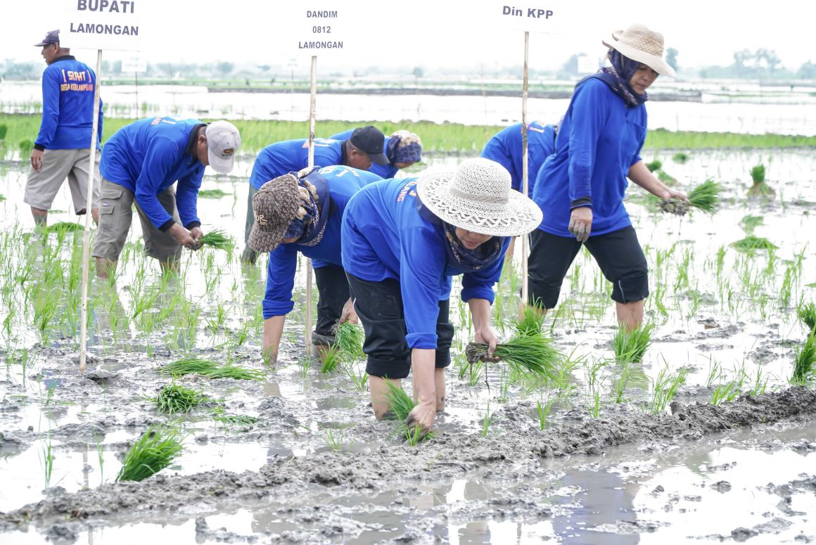 Penyerapan biji -bijian untuk meningkatkan nilai tambah petani