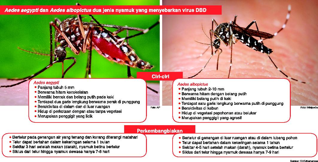 Awal Tahun, Tiga Kecamatan di Batam Jadi Zona Merah DBD