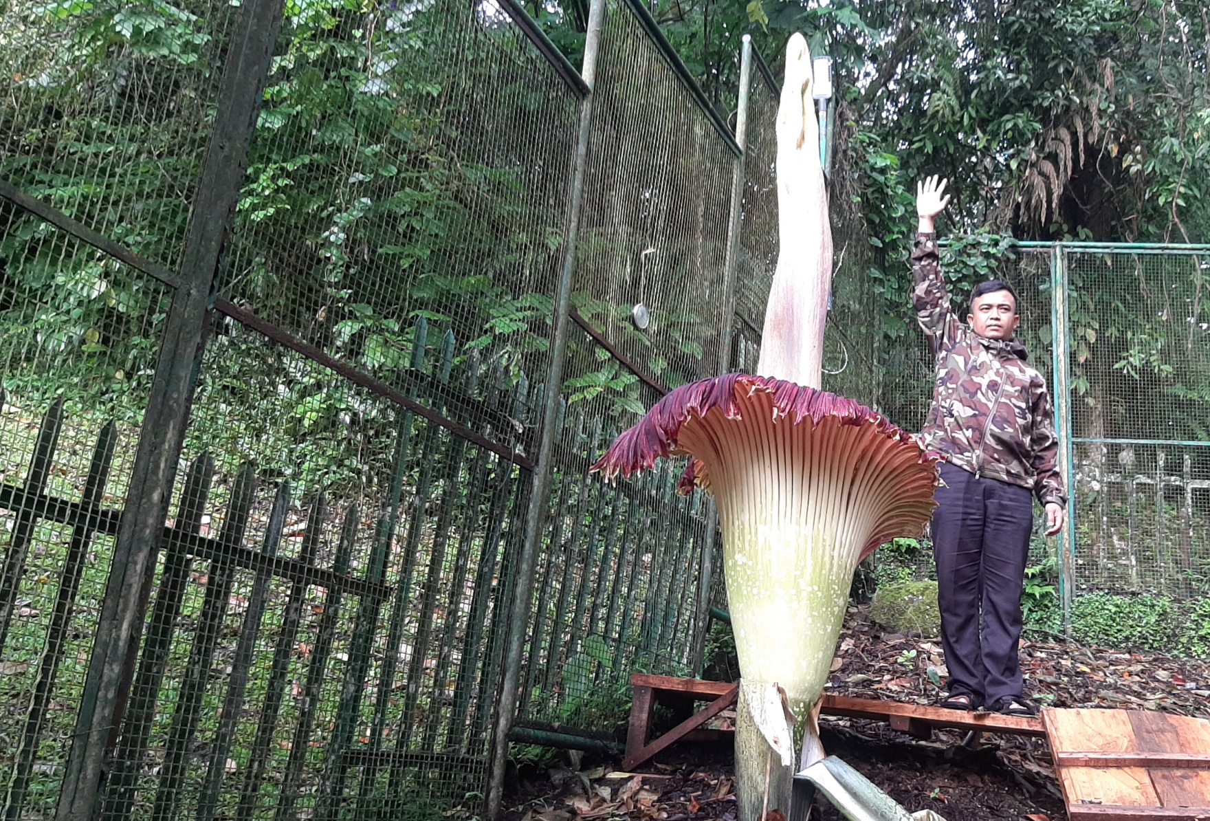 Bunga karkas mekar yang sempurna di taman botani Cibodas, tinggi spadix mencapai 2,93 meter