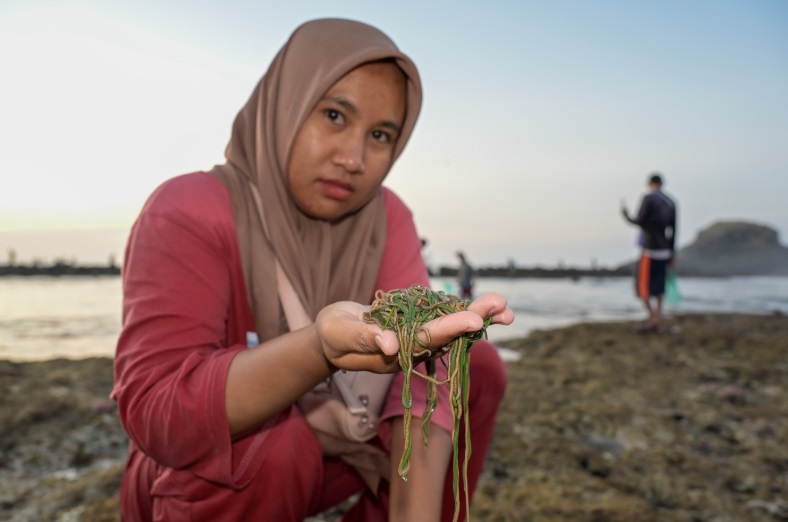 Wisatawan Ikut Tradisi Menangkap Cacing Laut di Lombok 