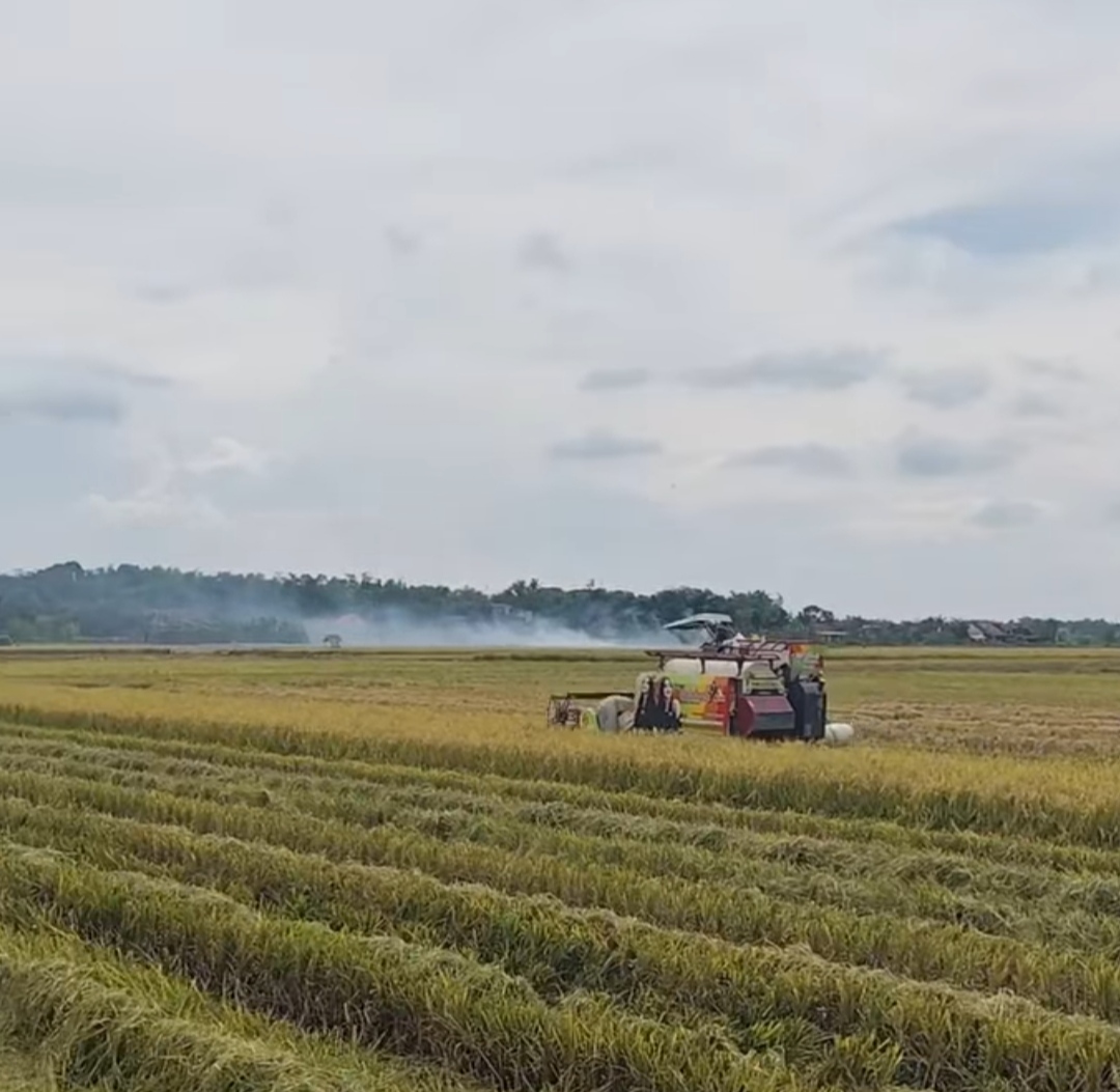 Panen Raya di Jawa Tengah, Bulog Kalah Harga Dibanding Tengkulak