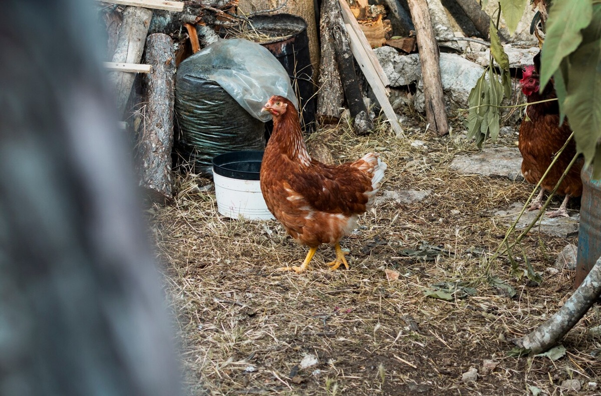 CDC Ungkap 2 Orang Dirawat di Rumah Sakit Akibat Flu Burung H5N1