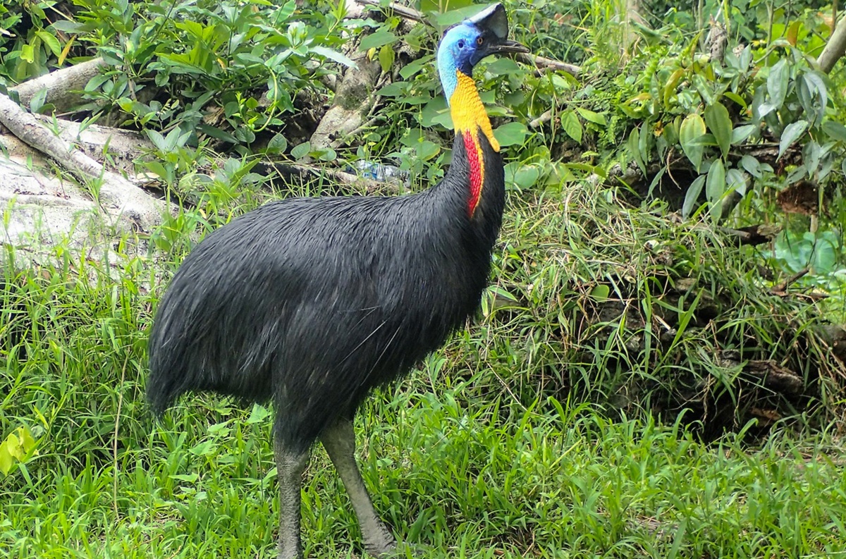 Kasuari, Burung Paling Berbahaya di Dunia yang Berperan Penting bagi Hutan Hujan