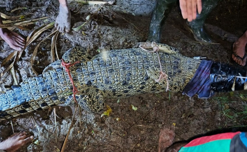 Berkeliaran Di Sekitar Permukiman Di Kupang, Buaya 2,4 Meter Ditangkap