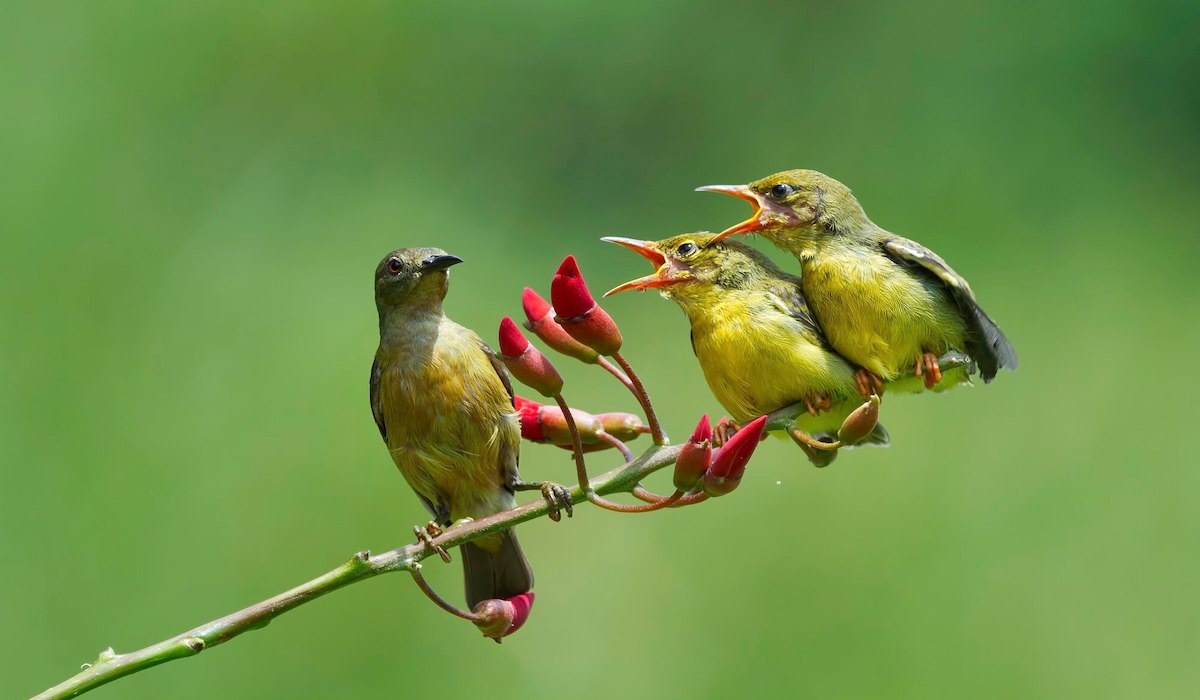 9 Jenis Burung Kicau Terbaik untuk Lomba, Dijamin Gacor!