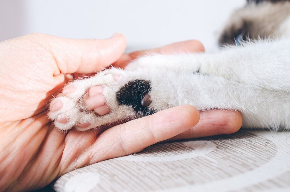 Toe Beans Bantalan Kaki Kucing yang Menggemaskan dan Penuh Fungsi