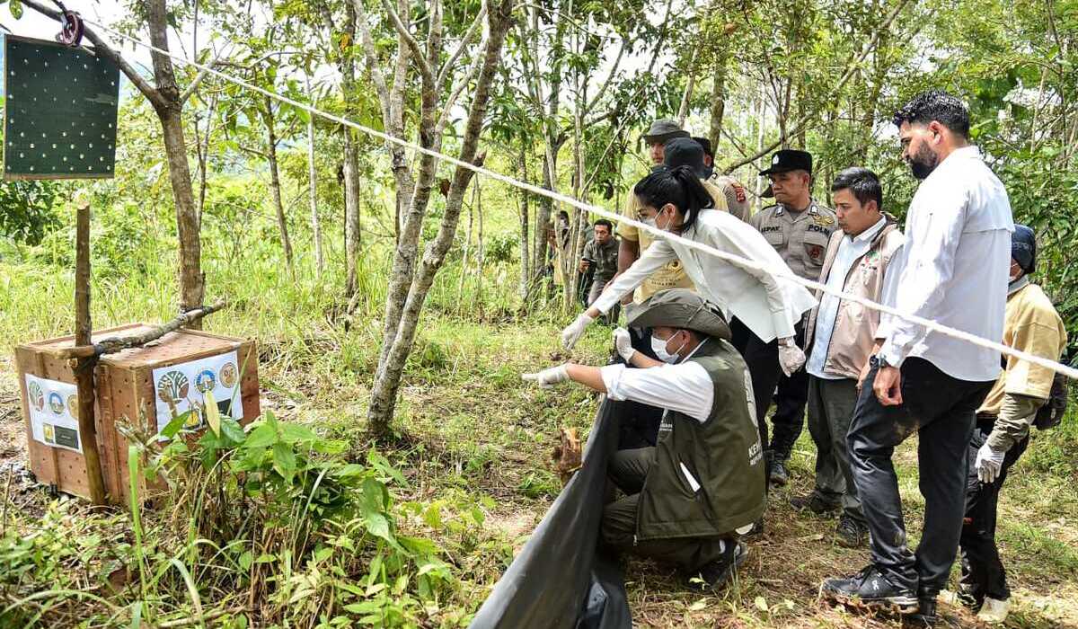 Sepasang Kucing Emas Dilepasliarkan di TN Gunung Leuser, Diharapkan Berkembang Biak Alami