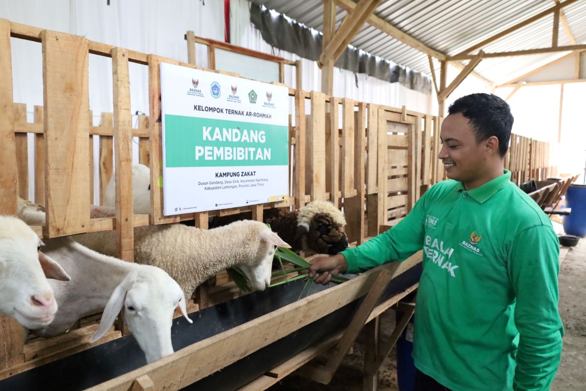 Baznas Berhasil Berdayakan 59 Peternak Binaan Mustahik Jadi Muzaki