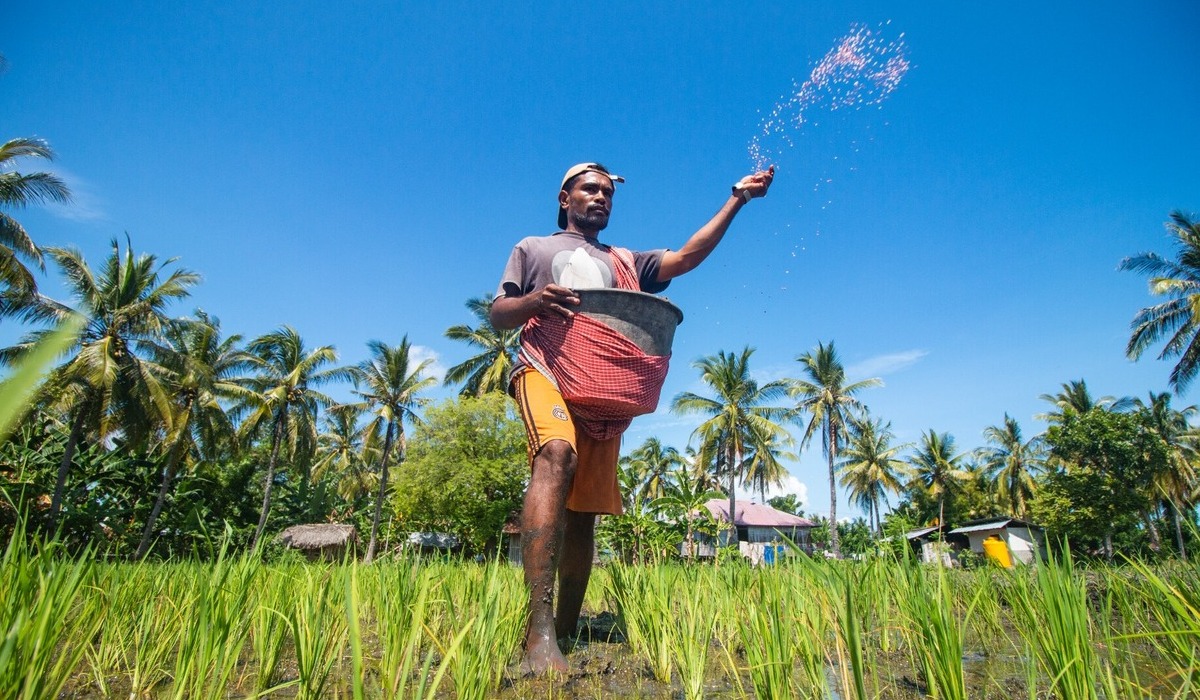 Cerita Petani di Nagekeo NTT, Pakai Pupuk Subsidi untuk Ketahanan Pangan Keluarga