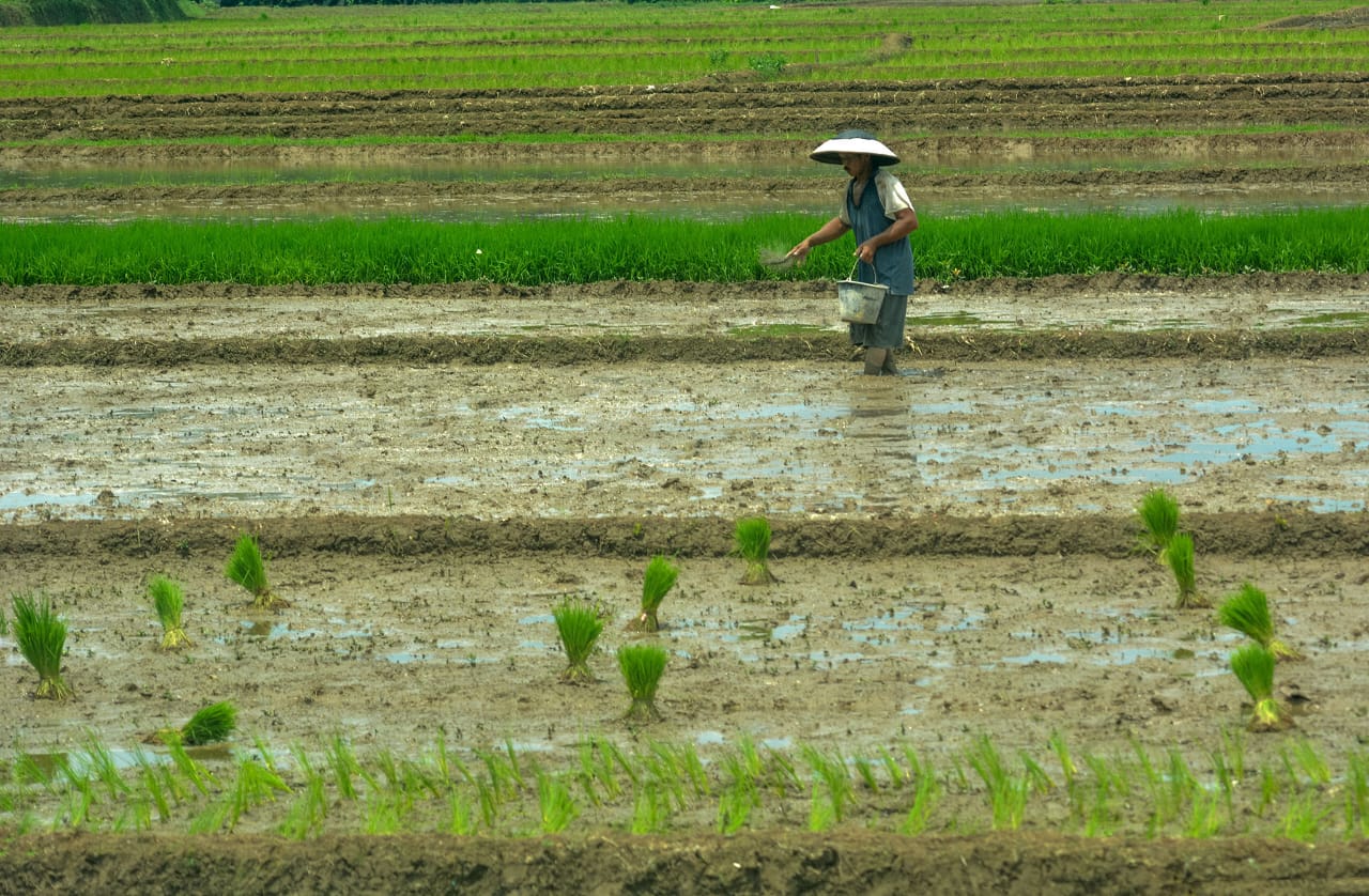 Sulap Lahan Marjinal Jadi Sawah Produktif Demi Gerakan Swasembada Pangan