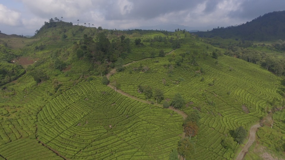 PTPN I Regional 2 Berkomitmen Menjaga Kelestarian Alam Agrowisata Gunung Mas