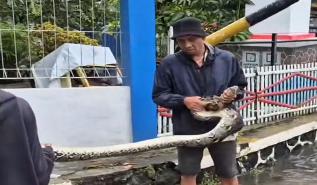 Penampakan Ular di Tengah Banjir Bekasi, Warga Diminta Waspada!