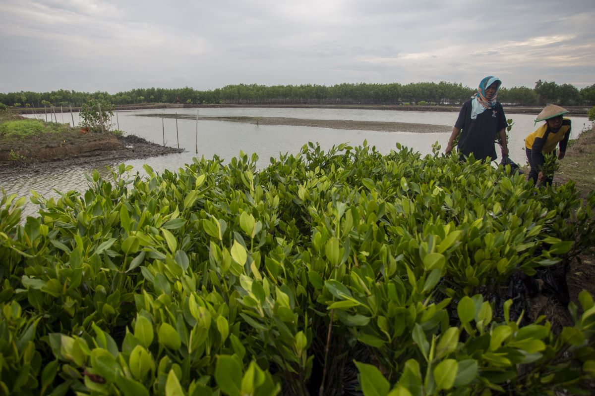 5 ribu hutan bakau untuk rehabilitasi lingkungan di muara Gembong tumbuh 98%