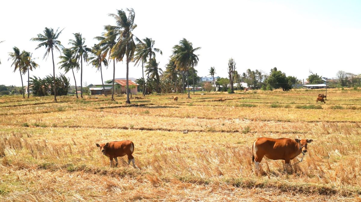 NTT Dilanda Musim Kemarau Mulai April