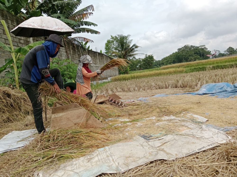 HARGA LEBIH MENJanjikan, Petani Pilih Jual Gabah Ke Penggilingan