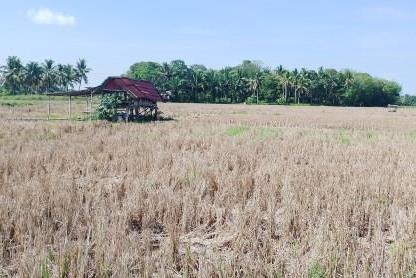 Produksi Gabah di Bengkulu, Meningkat Capai 25 Ribu ton