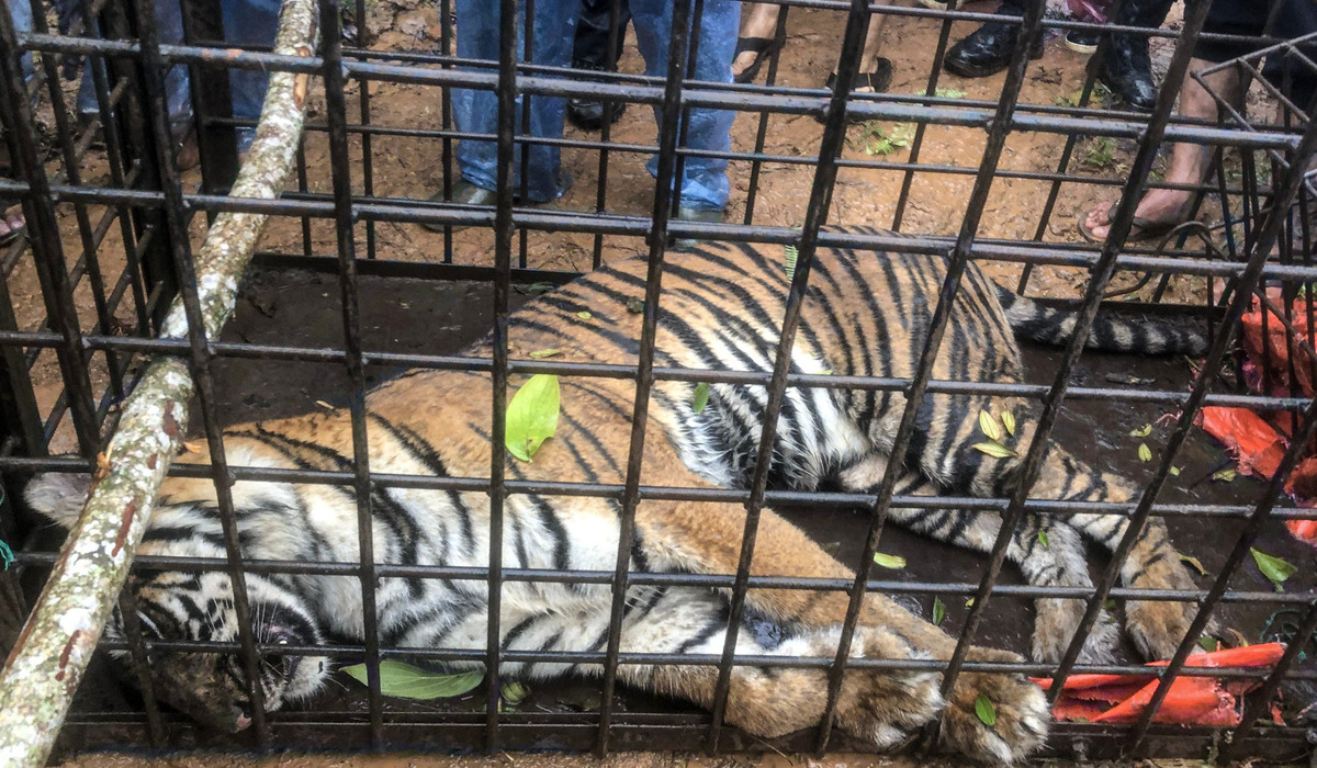 6 Orang Ditangkap atas Kasus Kematian Harimau di Riau