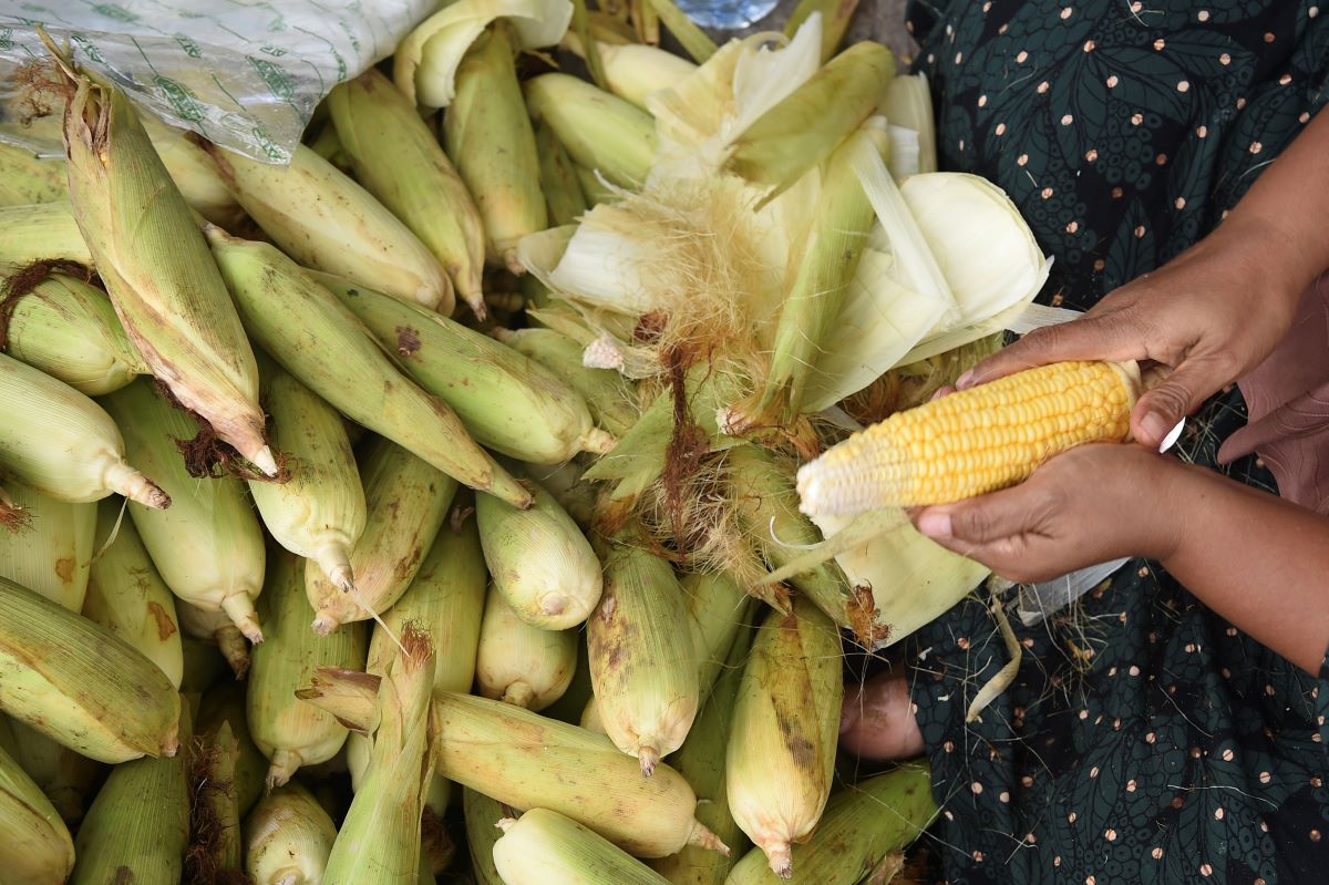 Anomali Cuaca Picu Produksi Jagung Turun 35 persen