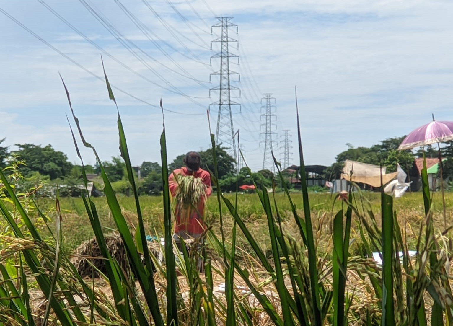 Bupati Majalengka Larang Petani Jual Gabah di bawah HPP