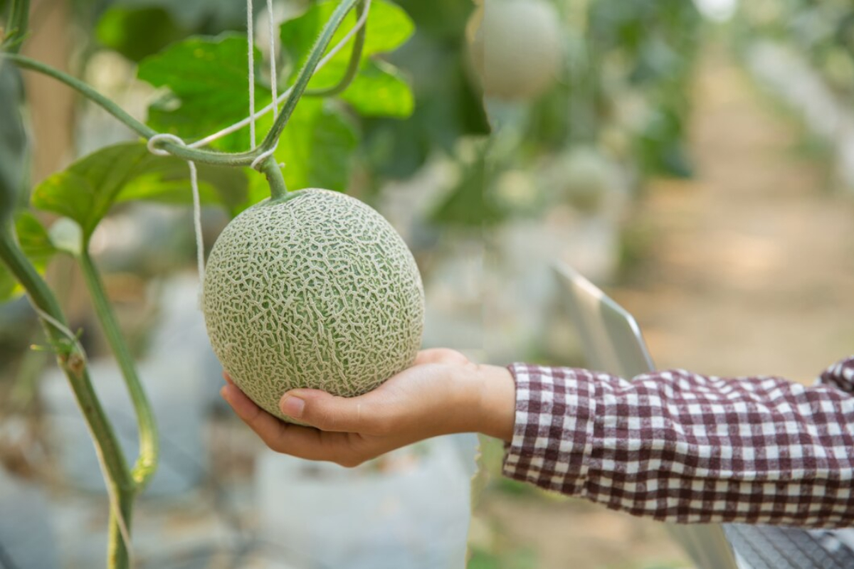 10 Manfaat Melon Bagi Kesehatan, Bisa Mengurangi Peratanan