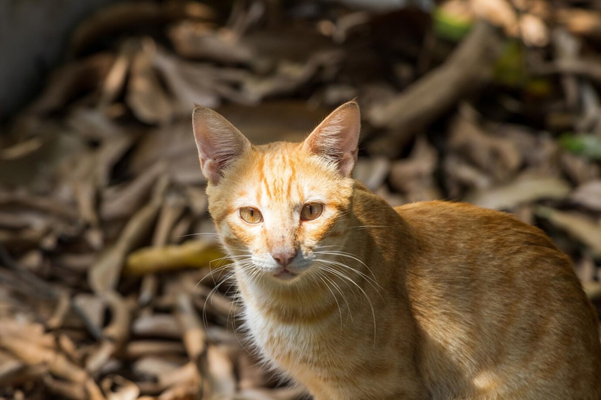 Kucing Peliharaan Pertama di Tiongkok Tiba Sekitar 1.400 Tahun Lalu, Kemungkinan Melalui Jalur Sutra