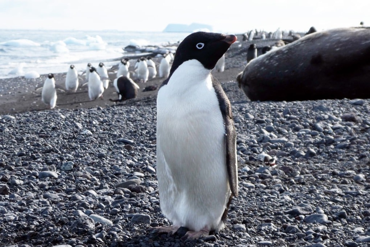 DNA Purba Ungkap Sejarah 6.000 Tahun Penguin Adélie dan Dampak Perubahan Iklim di Antartika