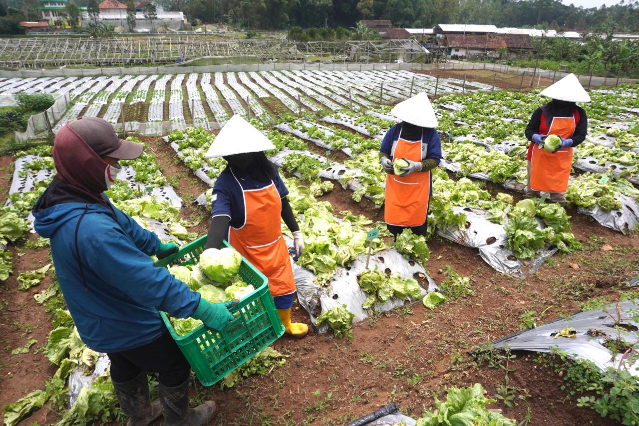 McDonald's Indonesia menyediakan pekerjaan BPJS kepada petani setempat di Jawa Barat