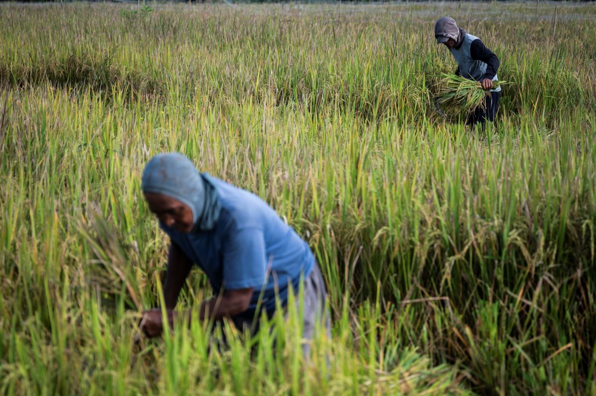 Kebijakan Penyerapan Gabah Petani oleh Pemerintah Bisa Kurangi Ketergantungan Impor