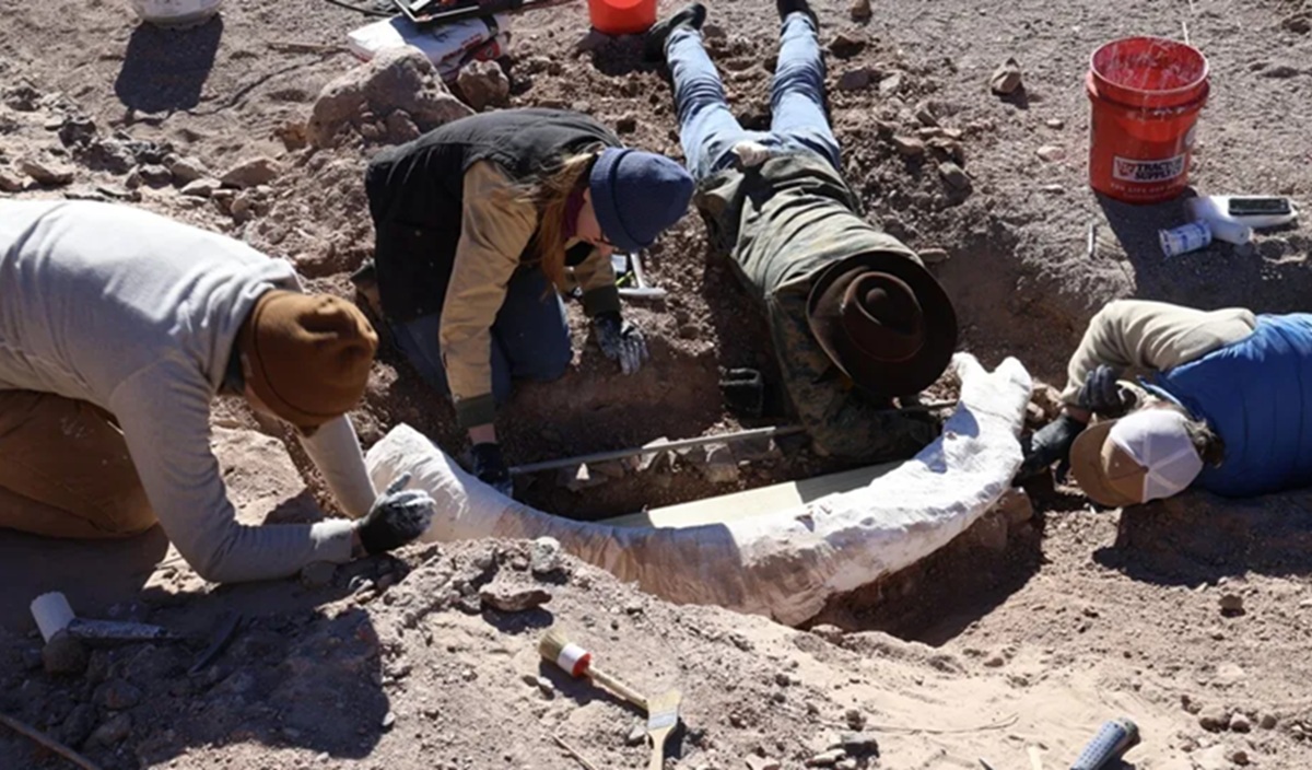 Pemburu di Texas Temukan Gading Langka Mammoth Kolumbia di Dasar Sungai Kering