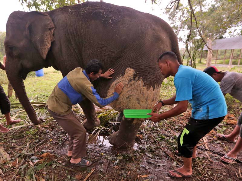 Mengobati Gajah Jinak Dengan Obat Tradisional