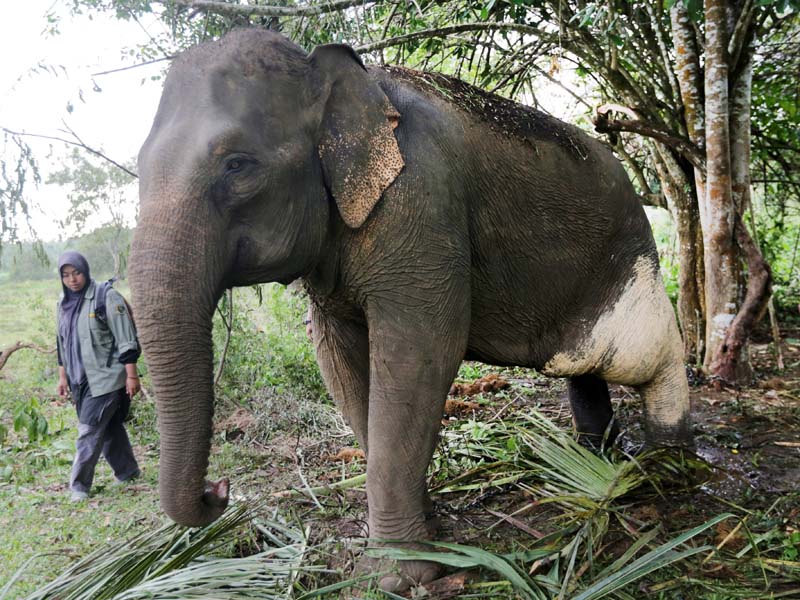 Mengobati Gajah Jinak Dengan Obat Tradisional